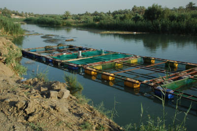 Fish farming on the same canal where the kids are swimming