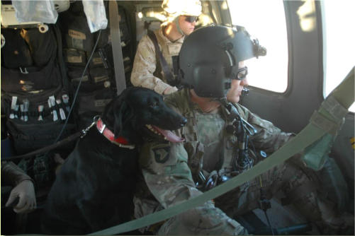 The military dog inside helicopter with Sgt. Zachary Menzie, March 6, 2012  SPIRI FREELANCE