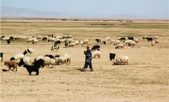 Afghan boy that is tending sheep right  next to FOB