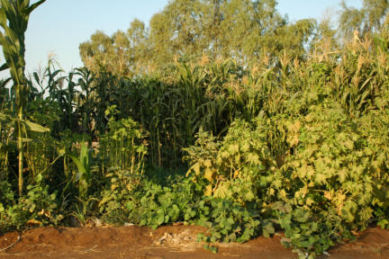 Lush gardens can flourish well in this area.